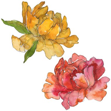 Sarı ve kırmızı üzerine beyaz izole peonies. Suluboya arka plan illüstrasyon küme. İzole şakayık resimde unsurlar.