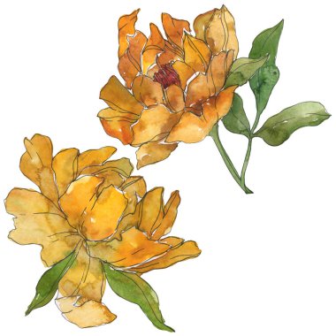 Beyaz izole sarı peonies. Suluboya arka plan illüstrasyon küme. İzole şakayık resimde unsurlar.