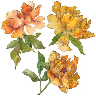 Beyaz izole sarı peonies. Suluboya arka plan illüstrasyon küme. İzole şakayık resimde unsurlar.