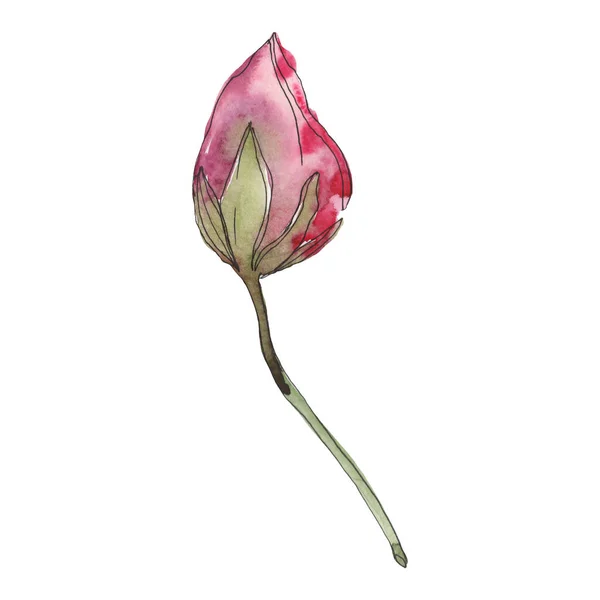 Ροζ Foral Βοτανικό Λωτό Άγρια Άνοιξη Φύλλων Wildflower Απομονωμένη Ακουαρέλα — Φωτογραφία Αρχείου