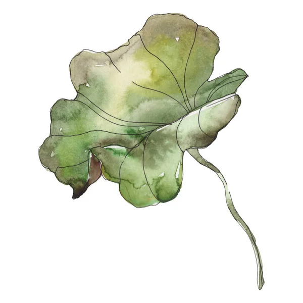 Lotus Foral Botanical Flower Wild Spring Leaf Wildflower Isolated Watercolor — Stock Photo, Image