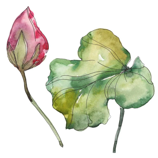 Flor Botânica Foral Lótus Rosa Folha Selvagem Primavera Wildflower Isolado — Fotografia de Stock