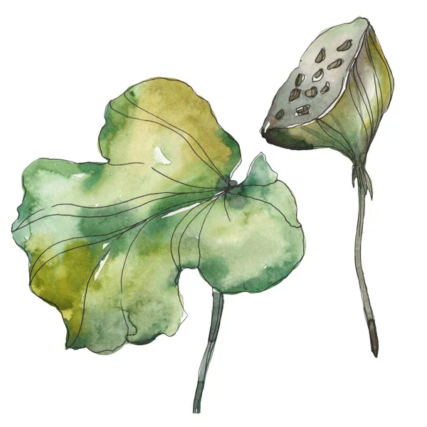 Lotus Foral Botanical Flower Wild Spring Leaf Wildflower Isolated Watercolor — Stock Photo, Image