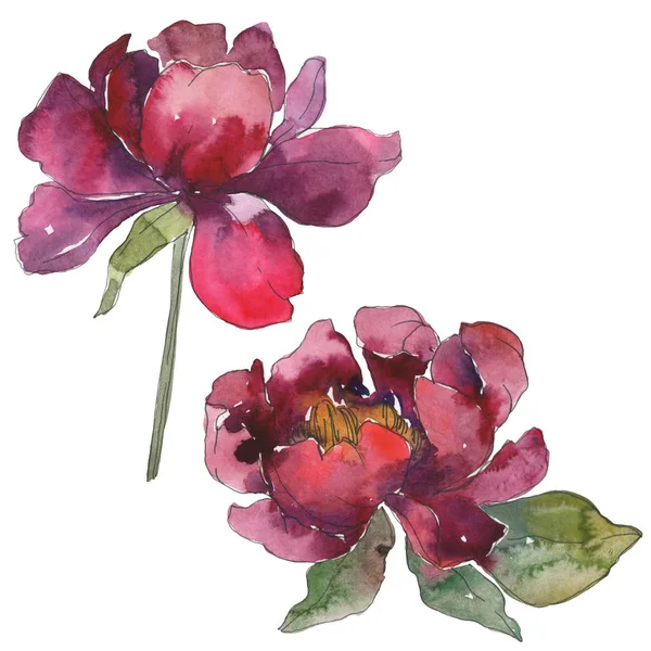 Bordó Pünkösdi Rózsa Akvarell Háttér Beállítása Elszigetelt Pünkösdi Rózsa Ábra — Stock Fotó