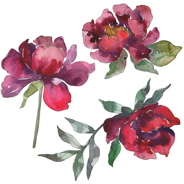 Burgundy peonies. Watercolor background set. Isolated peonies illustration elements.
