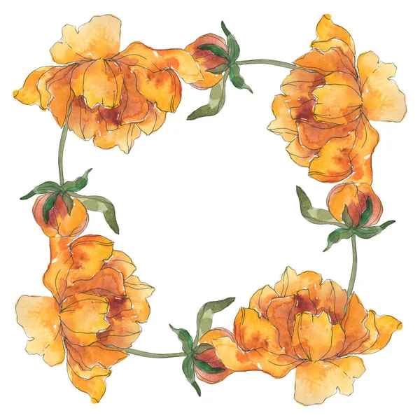 Жовта Півонія Квіткова Ботанічна Квітка Дикий Весняний Лист Ізольований Набір — стокове фото