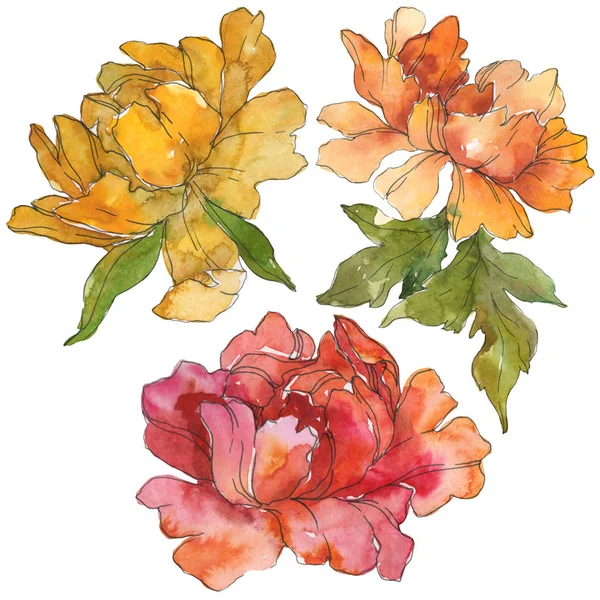 Yellow Red Peonies Isolated White Watercolor Background Illustration Set Isolated — Stock Photo, Image