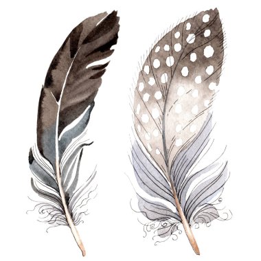 Bird feathers from wing isolated on white. Watercolor background illustration set. clipart