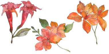 Kırmızı ve sarı tropikal Çiçek Botanik çiçekler. Vahşi bahar yaprak kır çiçeği. Suluboya arka plan illüstrasyon küme. Suluboya çizim moda aquarelle. İzole çiçek çizim öğesi.