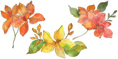 Kırmızı ve sarı tropikal Çiçek Botanik çiçekler. Vahşi bahar yaprak kır çiçeği. Suluboya arka plan illüstrasyon küme. Suluboya çizim moda aquarelle. İzole çiçek çizim öğesi.