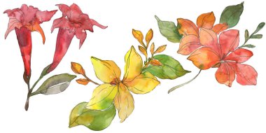Kırmızı ve sarı tropikal Çiçek Botanik çiçekler. Vahşi bahar yaprak kır çiçeği. Suluboya arka plan illüstrasyon küme. Suluboya çizim moda aquarelle. İzole çiçek çizim öğesi.