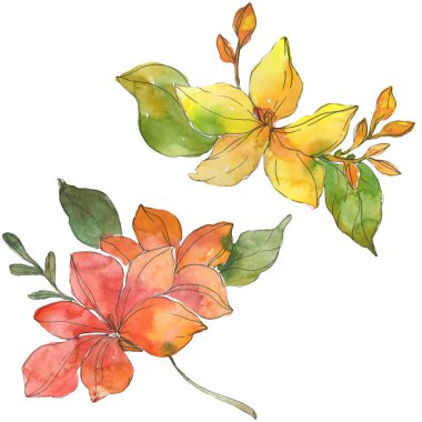Kırmızı ve sarı tropikal Çiçek Botanik çiçekler. Vahşi bahar yaprak kır çiçeği. Suluboya arka plan illüstrasyon küme. Suluboya çizim moda aquarelle. İzole çiçek çizim öğesi.