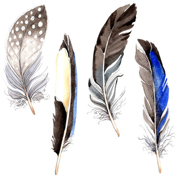 Bird feathers from wing isolated on white. Watercolor background illustration set.