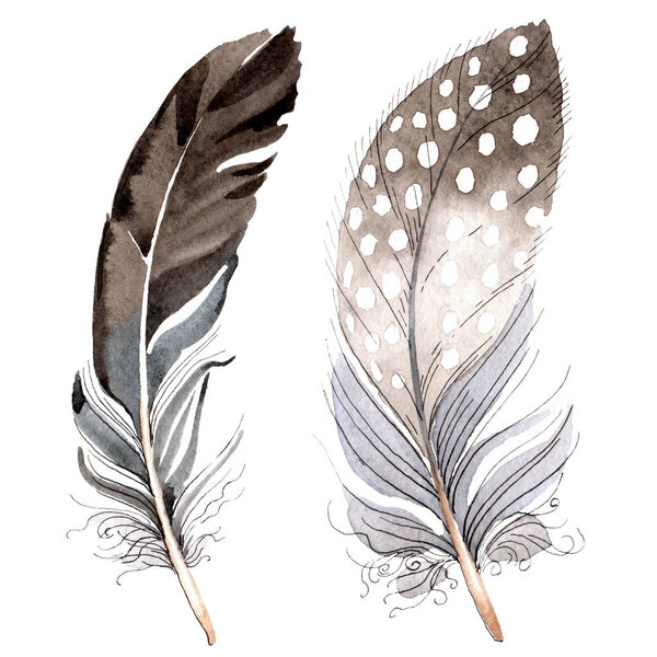 Bird feathers from wing isolated on white. Watercolor background illustration set.