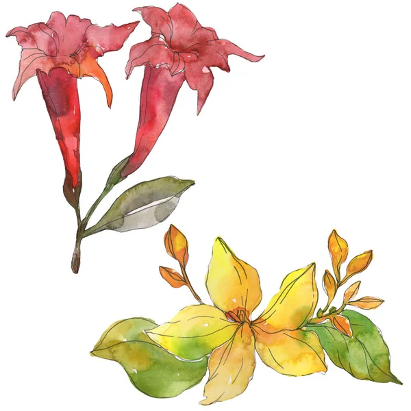 Red and yellow tropical floral botanical flowers. Wild spring leaf wildflower. Watercolor background illustration set. Watercolour drawing fashion aquarelle. Isolated flower illustration element.