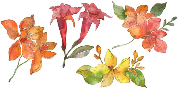 红色和黄色热带花卉植物花卉花卉 野生春叶野花 水彩背景插图集 水彩画时尚水彩画 被隔绝的花例证元素 — 图库照片
