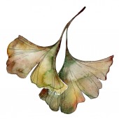 Green and yellow ginkgo biloba leaves isolated on white. Watercolor background illustration set. 