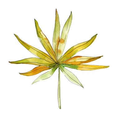 Tropikal Çiçek Botanik çiçekler. Egzotik bitki yaprağı izole. Suluboya arka plan illüstrasyon küme. Suluboya çizim moda aquarelle izole. İzole yaprakları illüstrasyon öğesi.