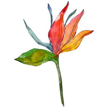 Tropikal Çiçek Botanik çiçekler. Egzotik bitki yaprağı izole. Suluboya arka plan illüstrasyon küme. Suluboya çizim moda aquarelle izole. İzole yaprakları illüstrasyon öğesi.