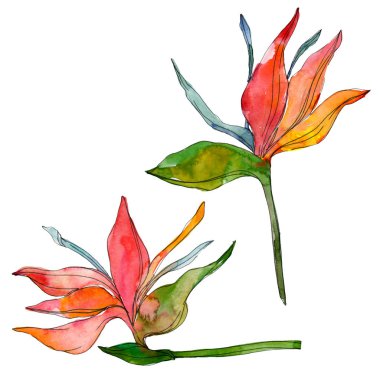 Tropikal Çiçek Botanik çiçekler. Egzotik bitki yaprağı izole. Suluboya arka plan illüstrasyon küme. Suluboya çizim moda aquarelle izole. İzole yaprakları illüstrasyon öğesi.