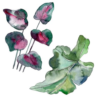 Yaprak yeşil bitki botanik bahçe çiçek yaprakları. Egzotik tropik hawaiian yaz. Suluboya arka plan illüstrasyon küme. Suluboya çizim moda aquarelle. İzole yaprak illüstrasyon öğesi.