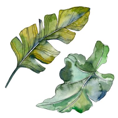 Yaprak yeşil bitki botanik bahçe çiçek yaprakları. Egzotik tropik hawaiian yaz. Suluboya arka plan illüstrasyon küme. Suluboya çizim moda aquarelle. İzole yaprak illüstrasyon öğesi.
