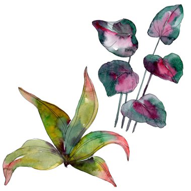 Yaprak yeşil bitki botanik bahçe çiçek yaprakları. Egzotik tropik hawaiian yaz. Suluboya arka plan illüstrasyon küme. Suluboya çizim moda aquarelle. İzole yaprak illüstrasyon öğesi.