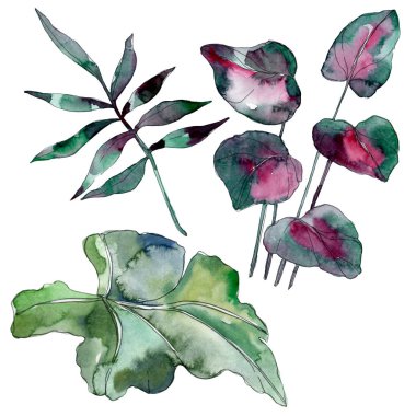 Yaprak yeşil bitki botanik bahçe çiçek yaprakları. Egzotik tropik hawaiian yaz. Suluboya arka plan illüstrasyon küme. Suluboya çizim moda aquarelle. İzole yaprak illüstrasyon öğesi.