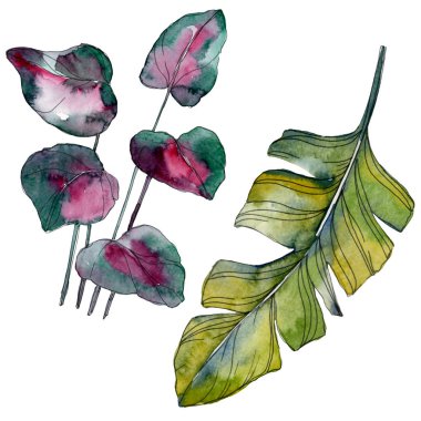 Yaprak yeşil bitki botanik bahçe çiçek yaprakları. Egzotik tropik hawaiian yaz. Suluboya arka plan illüstrasyon küme. Suluboya çizim moda aquarelle. İzole yaprak illüstrasyon öğesi.