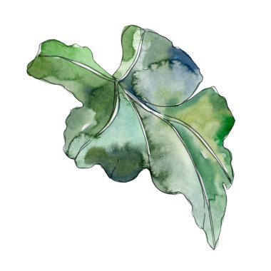Yaprak yeşil bitki botanik bahçe çiçek yaprakları. Egzotik tropik hawaiian yaz. Suluboya arka plan illüstrasyon küme. Suluboya çizim moda aquarelle. İzole yaprak illüstrasyon öğesi.