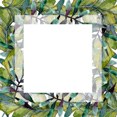 Yaprak yeşil bitki botanik bahçesi yeşillik. Egzotik tropik hawaiian yaz. Suluboya arka plan illüstrasyon küme. Suluboya çizim moda aquarelle izole. Çerçeve kenarlığı süsleme Meydanı.