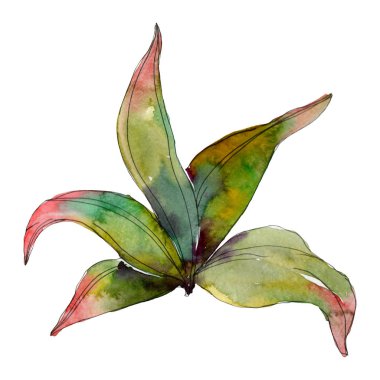 Yaprak yeşil bitki botanik bahçe çiçek yaprakları. Egzotik tropik hawaiian yaz. Suluboya arka plan illüstrasyon küme. Suluboya çizim moda aquarelle. İzole yaprak illüstrasyon öğesi.