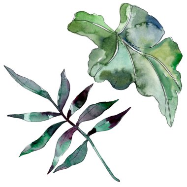 Yaprak yeşil bitki botanik bahçe çiçek yaprakları. Egzotik tropik hawaiian yaz. Suluboya arka plan illüstrasyon küme. Suluboya çizim moda aquarelle. İzole yaprak illüstrasyon öğesi.