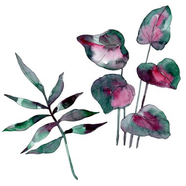 Yaprak yeşil bitki botanik bahçe çiçek yaprakları. Egzotik tropik hawaiian yaz. Suluboya arka plan illüstrasyon küme. Suluboya çizim moda aquarelle. İzole yaprak illüstrasyon öğesi.