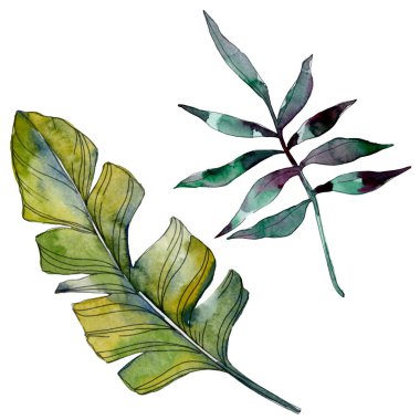 Yaprak yeşil bitki botanik bahçe çiçek yaprakları. Egzotik tropik hawaiian yaz. Suluboya arka plan illüstrasyon küme. Suluboya çizim moda aquarelle. İzole yaprak illüstrasyon öğesi.