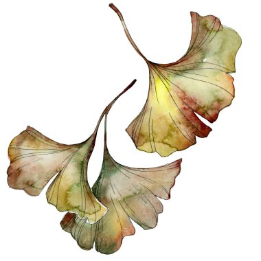 Yeşil ve sarı ginkgo biloba yaprakları üzerinde beyaz izole. Suluboya arka plan illüstrasyon seti. 