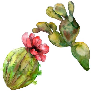 Yeşil kaktüs botanik çiçek. Vahşi bahar yaprak izole kır çiçeği. Suluboya arka plan illüstrasyon küme. Suluboya çizim moda aquarelle. İzole kaktüsler illüstrasyon öğesi.