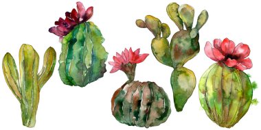 Yeşil kaktüs botanik çiçek. Vahşi bahar yaprak izole kır çiçeği. Suluboya arka plan illüstrasyon küme. Suluboya çizim moda aquarelle. İzole kaktüsler illüstrasyon öğesi.