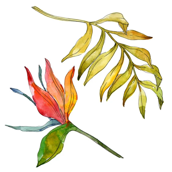 Trópusi Virág Botanikai Virágok Egzotikus Növény Levél Elszigetelt Akvarell Háttér — Stock Fotó