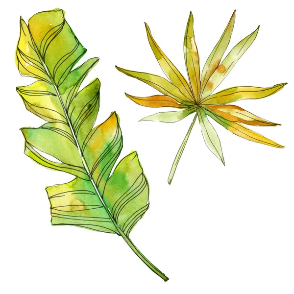 Fleurs Botaniques Florales Tropicales Feuille Plante Exotique Isolée Ensemble Illustration — Photo