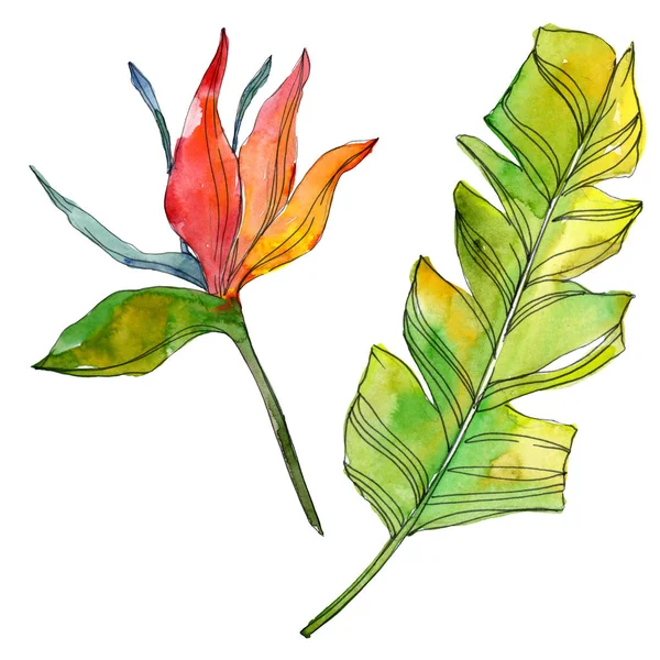 Tropical floral botanical flowers. Exotic plant leaf isolated. Watercolor background illustration set. Watercolour drawing fashion aquarelle isolated. Isolated leaves illustration element.