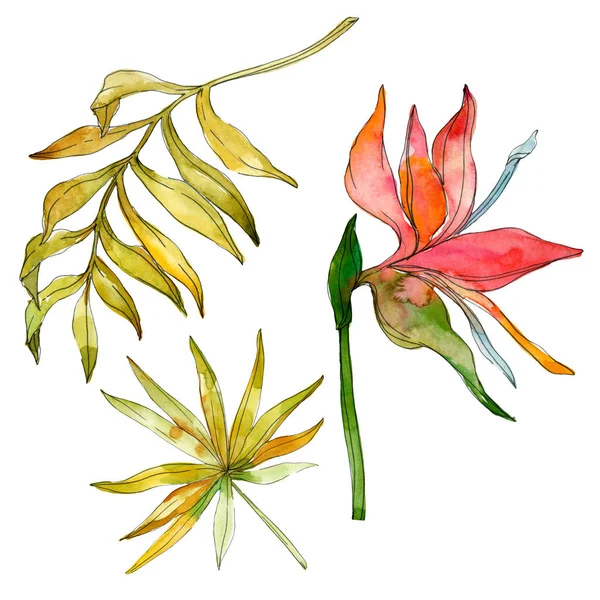熱帯の花植物の花 エキゾチックな植物の葉が分離されました 水彩画背景イラスト セット 水彩描画のファッション Aquarelle 分離します 孤立した葉の図要素 — ストック写真