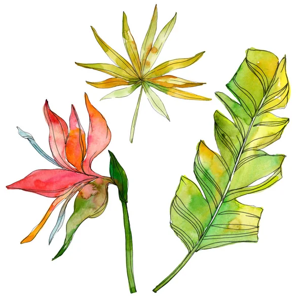 Tropical floral botanical flowers. Exotic plant leaf isolated. Watercolor background illustration set. Watercolour drawing fashion aquarelle isolated. Isolated leaves illustration element.