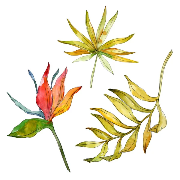 Fleurs Botaniques Florales Tropicales Feuille Plante Exotique Isolée Ensemble Illustration — Photo