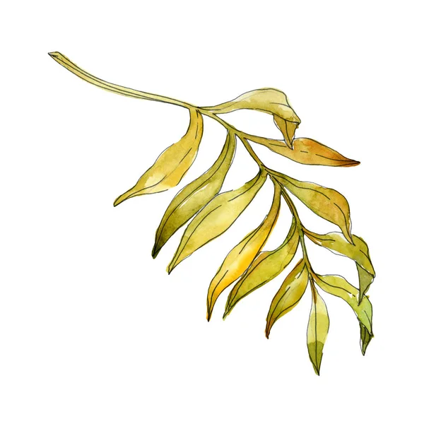 Tropical floral botanical flowers. Exotic plant leaf isolated. Watercolor background illustration set. Watercolour drawing fashion aquarelle isolated. Isolated leaves illustration element.
