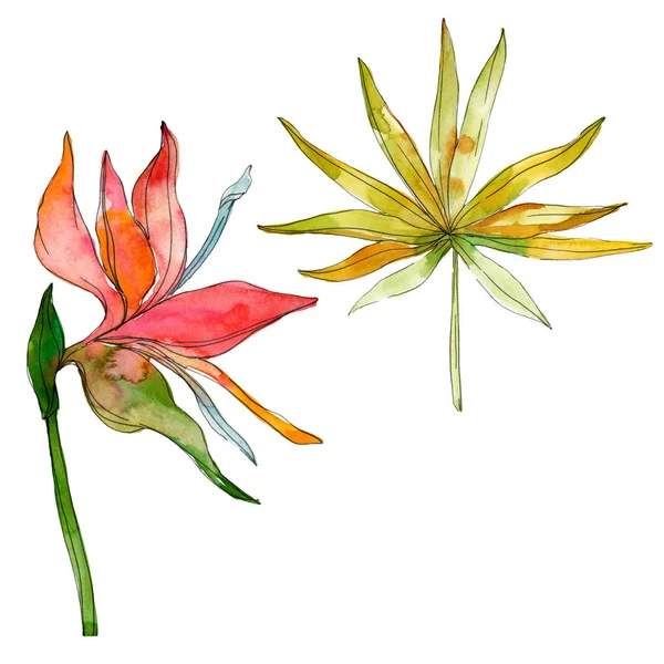 Tropical floral botanical flowers. Exotic plant leaf isolated. Watercolor background illustration set. Watercolour drawing fashion aquarelle isolated. Isolated leaves illustration element.