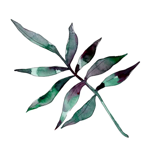 Green leaf plant botanical garden floral foliage. Exotic tropical hawaiian summer. Watercolor background illustration set. Watercolour drawing fashion aquarelle. Isolated leaf illustration element.