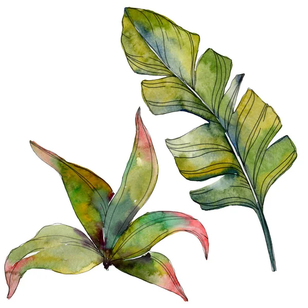 Green leaf plant botanical garden floral foliage. Exotic tropical hawaiian summer. Watercolor background illustration set. Watercolour drawing fashion aquarelle. Isolated leaf illustration element.
