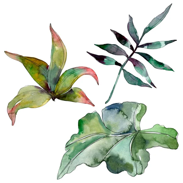 Green leaf plant botanical garden floral foliage. Exotic tropical hawaiian summer. Watercolor background illustration set. Watercolour drawing fashion aquarelle. Isolated leaf illustration element.
