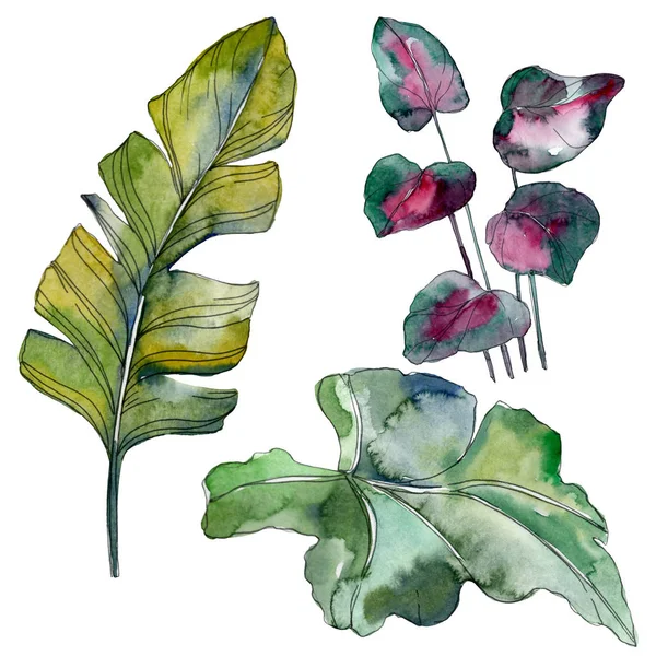 Green leaf plant botanical garden floral foliage. Exotic tropical hawaiian summer. Watercolor background illustration set. Watercolour drawing fashion aquarelle. Isolated leaf illustration element.